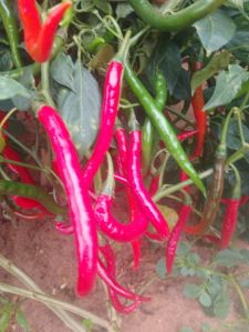 Dry Red Chilli