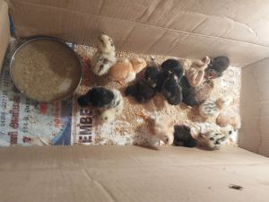 Country Chicken Chicks