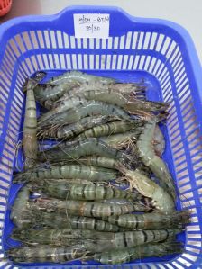 Frozen Black Tiger Shrimp