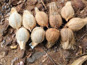 Semi Husked Coconuts