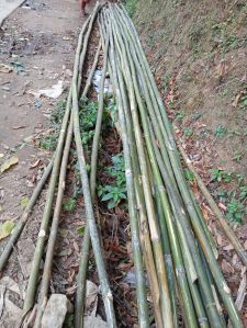 Round Jati Bamboo