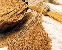 Wheat Grains