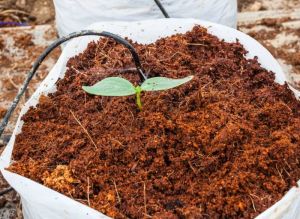 coir pith compost