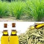 Lemon Grass Oil.