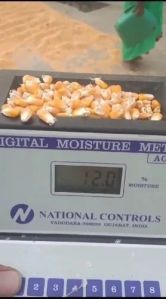 Yellow Maize Seeds