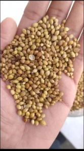 Coriander Seeds