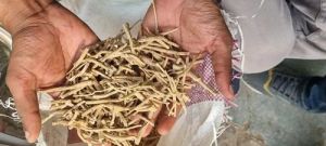 Ashwagandha Roots