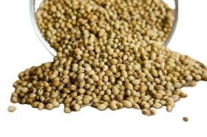 Coriander Seeds