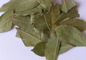 Bay Leaf