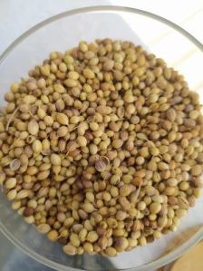 Coriander Seeds