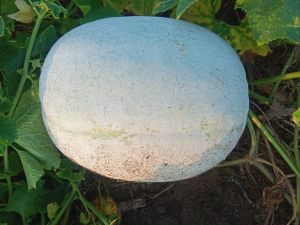 Fresh Ash Gourd