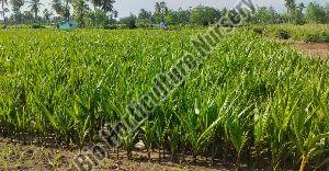 coconut plant