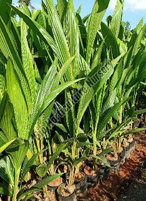 coconut plant
