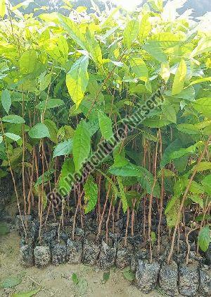 Mahogany Plant