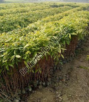 Mahogany Plant