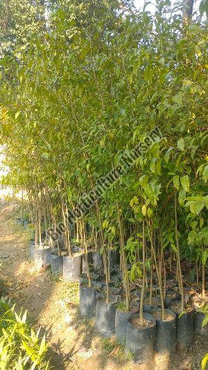 agarwood plant