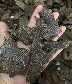 agarwood plant