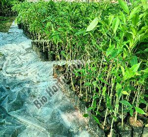 agarwood plant