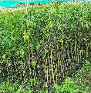 agarwood plant