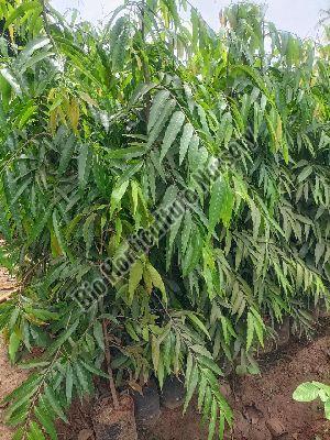 Ashoka Plant