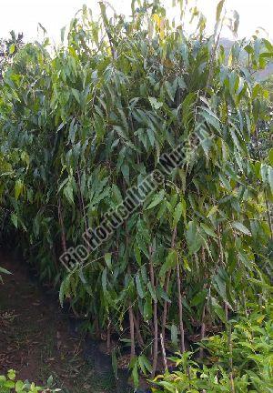 Ashoka Plant