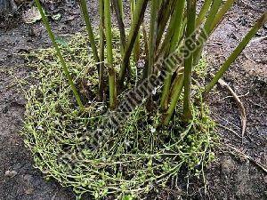 Cardamom Plants