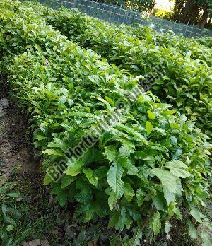 Coffee Plant