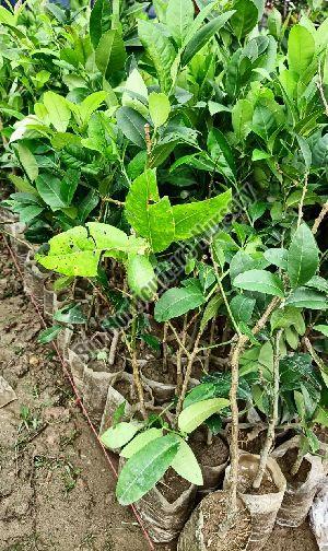 Assam Lemon Plant