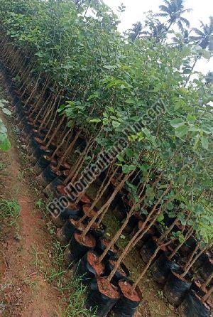 red sandalwood plants