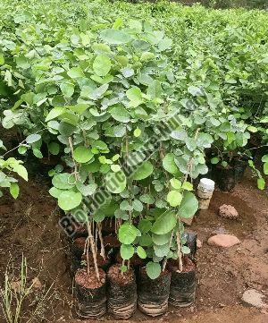 red sandalwood plants