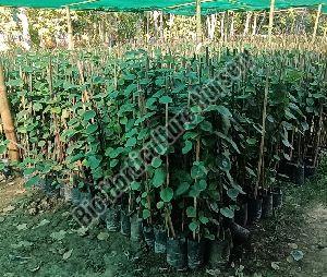 red sandalwood plants