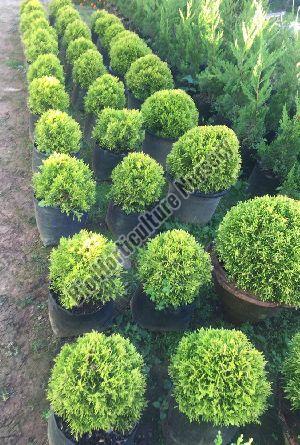 Pencil Pine Plants