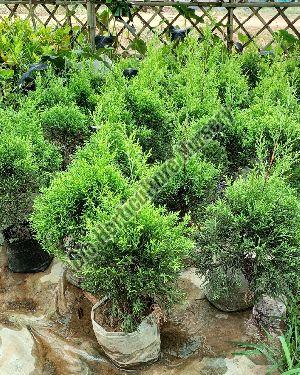 Pencil Pine Plants