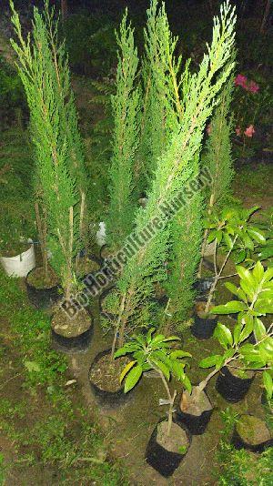 Pencil Pine Plants