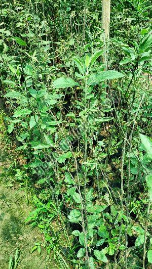 Apple Plant