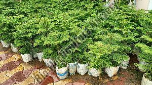Arkeria Plant