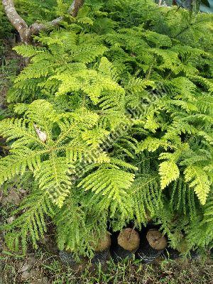 Arkeria Plant