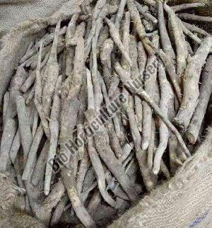 Teak Plant