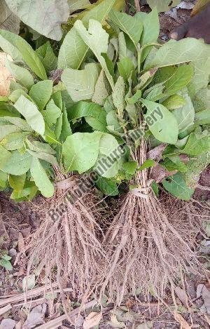 Teak Plant
