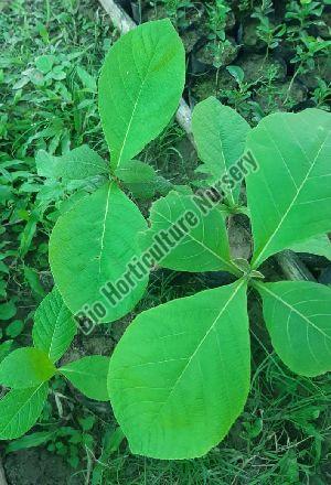 Teak Plant