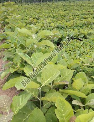 Teak Plant