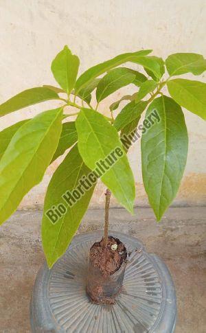Avacado Plant