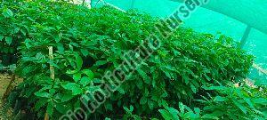 Avacado Plant