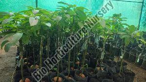 Avacado Plant