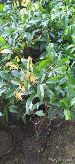 Litchi Plants