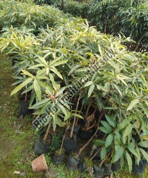 Mango Plants