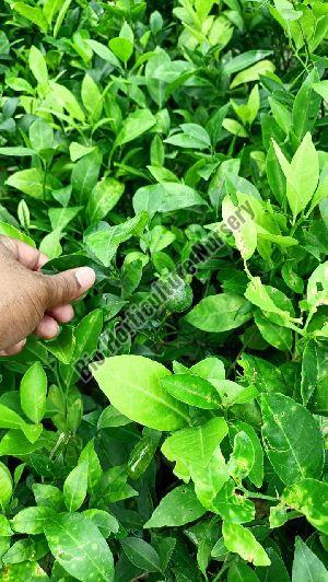 Round Lemon Plant