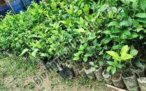 Round Lemon Plant