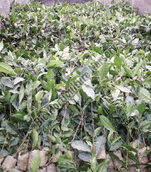 Tea Plant