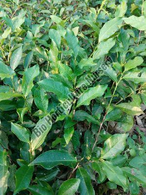 Tea Plant
